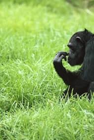 Among the Wild Chimpanzees Colonna sonora (1984) copertina