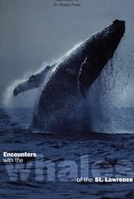 Rencontres avec les baleines du Saint-Laurent Colonna sonora (1998) copertina