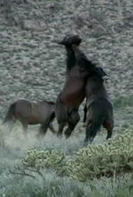 Last of the Spanish Mustangs Banda sonora (2005) carátula