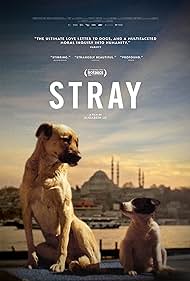 Stray (2020) carátula