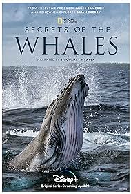 I segreti delle balene (2021) cover