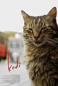 Kedi - La città dei gatti (2016) copertina
