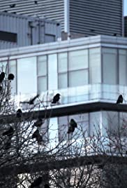 Roost: The Crows of Downtown Portland (2017) cover